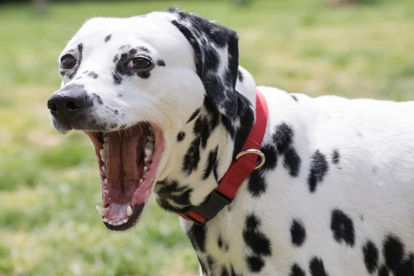 Grappige Dalmatische hond poseren met de mond wijd open. — Stockfoto