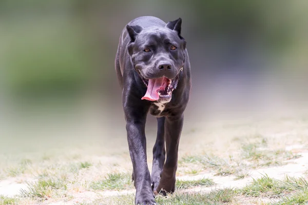 Cane corso Italian breed walking. — Stock Photo, Image