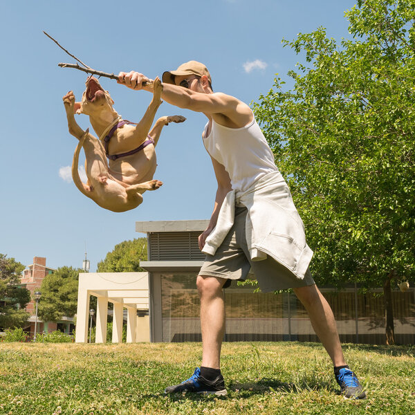 American pit bull terrier jumping high.