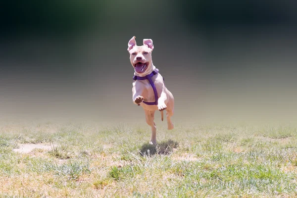 Glücklicher amerikanischer Pitbull Terrier läuft. — Stockfoto