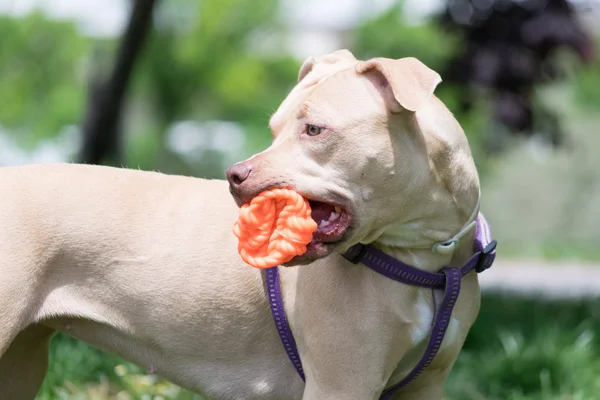 Süßer amerikanischer Pitbull Terrier, der mit einem Ball spielt. — Stockfoto