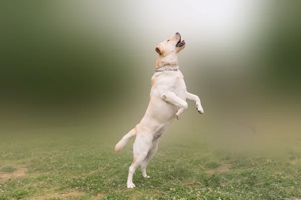 Labrador saltando alto . — Fotografia de Stock