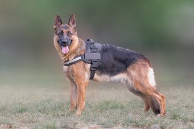 Kurt köpek (Alman kurdu) portre.