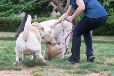 Köpek dövüşü bir park.