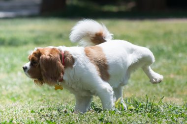 Parkta işeyen köpek.