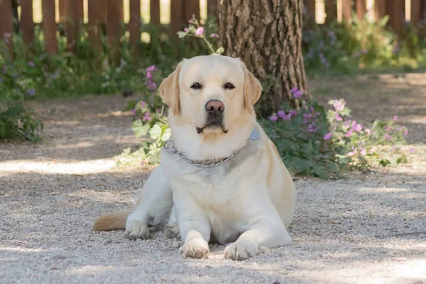 Leuke hond Labrador rusten op een park. — Stockfoto