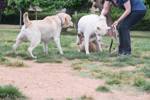 Akita och grop tjur kamp på en park. — Stockfoto