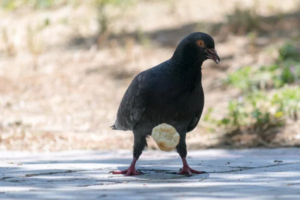 Taube beißt und frisst Spirale. — Stockfoto