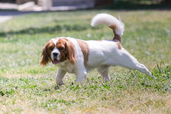 Bonito cão rei Charles cão em um parque . — Fotografia de Stock