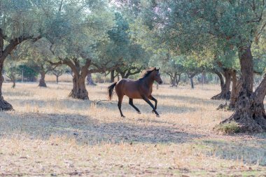 Running Free vahşi at.