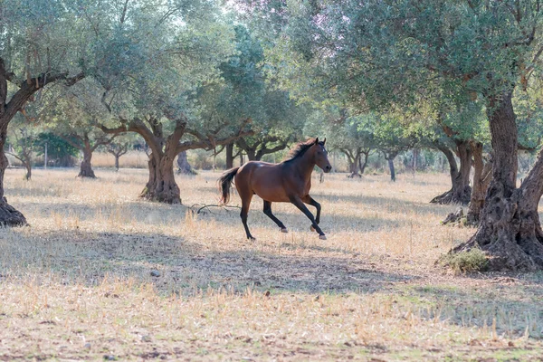 Wild horse running free. — Stock Photo, Image