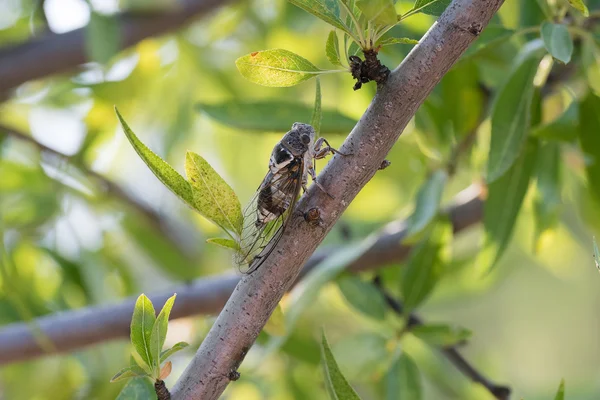 Ağustosböceği bir ağaç üzerinde. Bir closeup göz.
