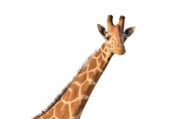 beyaz izole zürafa.