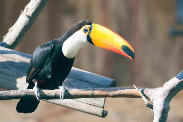 Pássaro tucano em um ramo. — Fotografia de Stock