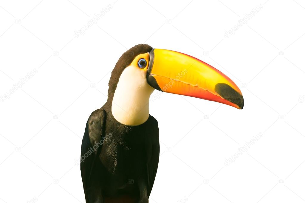 Toucan bird isolated on white.