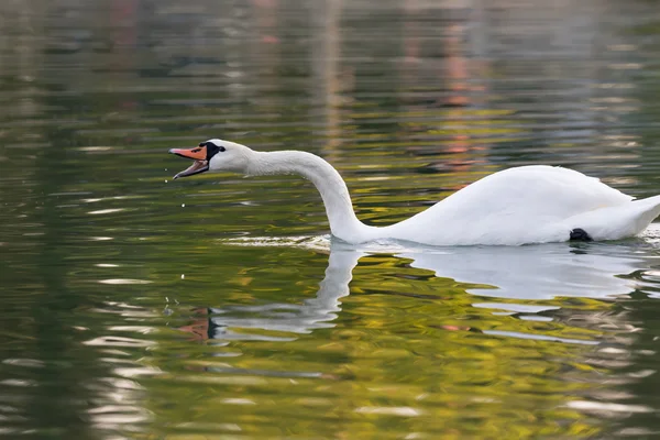 Beautiful swan reflection while yelling. — Stock Photo, Image