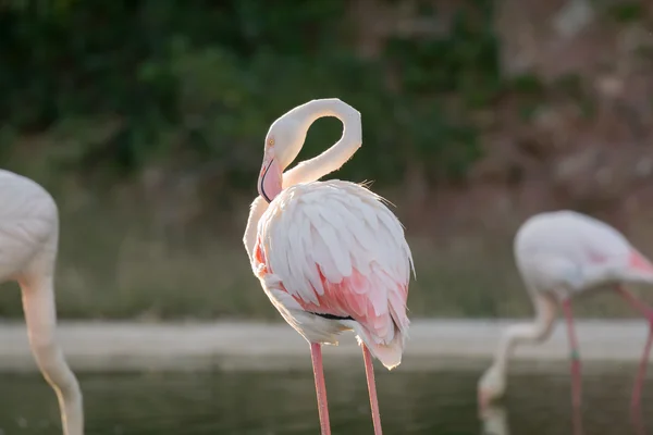 Lindo Flamingo arranhando-se em um lago . — Fotografia de Stock