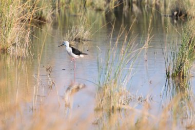 Himantopus himantopus kuşu bu doğal çevre üzerindeki.
