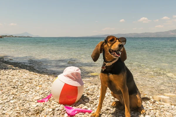 Pies na plaży na sobie okulary z zabawek i morze jako tło. — Zdjęcie stockowe