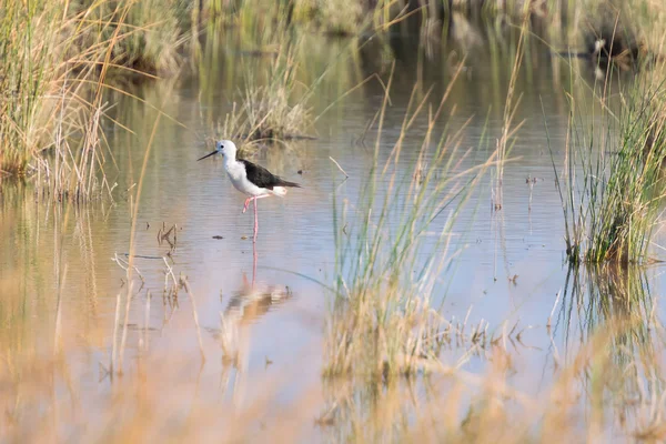 Himantopus himantopus kuşu bu doğal çevre üzerindeki. — Stok fotoğraf