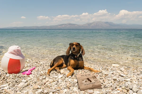 Psy akceptowane na plaży. Zabawny portret patrząc z psem na sobie okulary czytanie newsów. — Zdjęcie stockowe