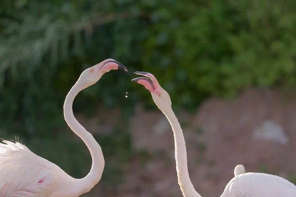 Belos flamingos alimentando uns aos outros . — Fotografia de Stock