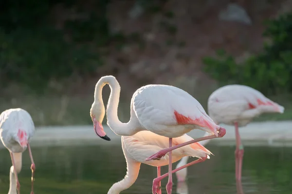Flamingos em um lago. — Fotografia de Stock