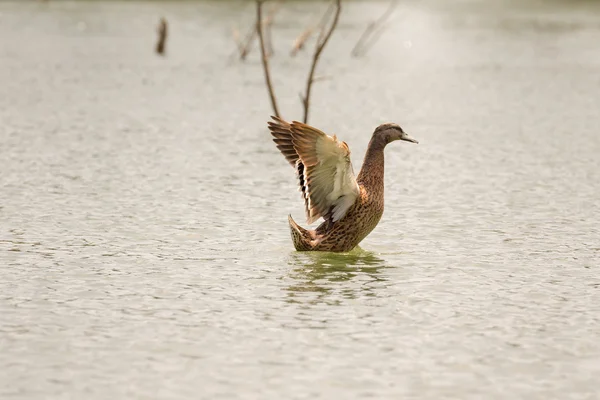 アヒル湖 Beletsi ギリシャの彼女の翼を振動. — ストック写真