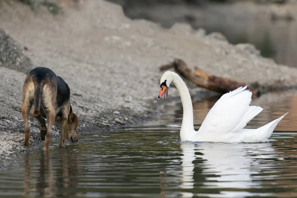 Perro y cisne se reúnen en el lago Beletsi en Grecia . —  Fotos de Stock