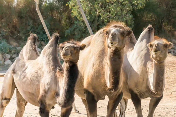 Three Bactrian camels in the zoo.A funny looking portrait. — Stock Photo, Image