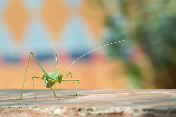 Katydid σε ένα πολύχρωμο πλαίσιο. — Φωτογραφία Αρχείου