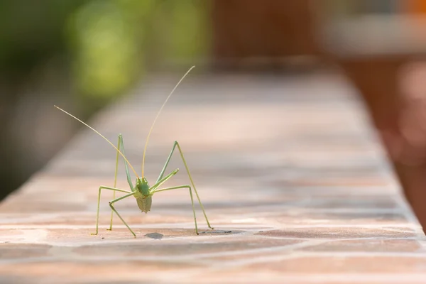 吃饭在壁炉架上和绿叶 bug 行走. — 图库照片