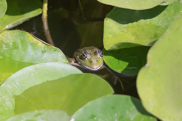 Frog head coming out of a swamp against the water lilies. — Stock Photo, Image