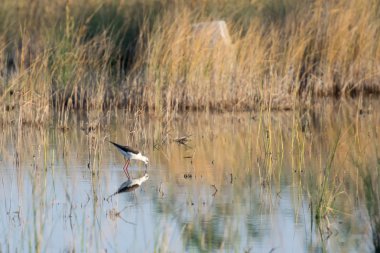 Bu doğal çevre üzerindeki himantopus himantopus kuşu güzel yansıması.