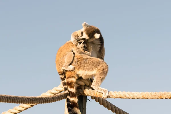 Mamma lemur ger en kram till sitt barn. — Stockfoto