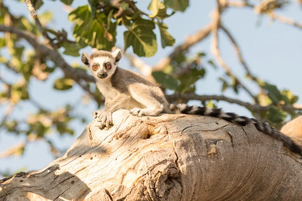 Beautiful lemur on tree. — Stock Photo, Image