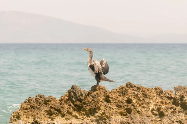 Kormoran auf einem Felsen schüttelt seine Flügel. — Stockfoto