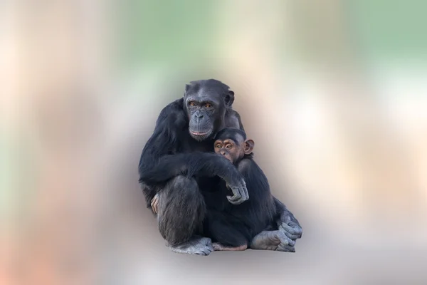 Mother chimpanzee hugging her baby. A loving moment between animals on an abstract and colorful background. — Stock Photo, Image