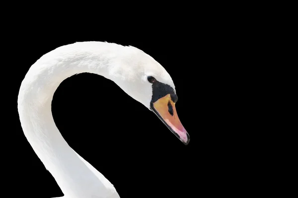 Swan portrait isolated on black. — Stock Photo, Image