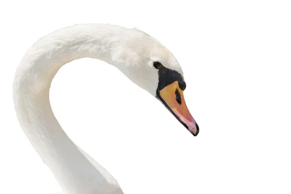 Swan portrét izolované na bílém. — Stock fotografie