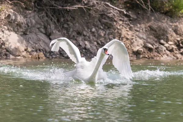 Swan with wings wide open while swimming fast at lake Beletsi in Greece. — Stock Photo, Image