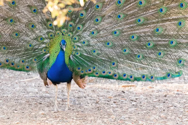 Hermoso retrato de pavo real . —  Fotos de Stock