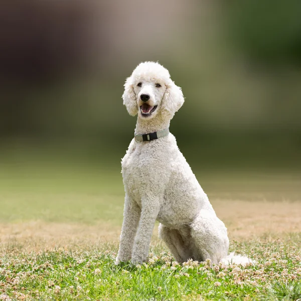 Retrato de perro caniche blanco . — Foto de Stock