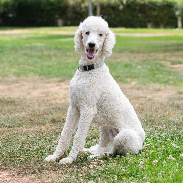 Retrato de cão poodle em um parque . — Fotografia de Stock