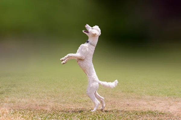 Beautiful jump of a white poodle dog. — Stock Photo, Image