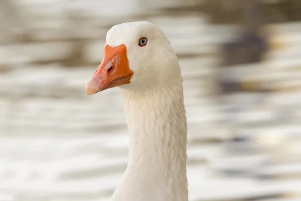 Schöne weiße Gans Porträt. — Stockfoto