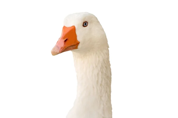 Retrato de ganso branco isolado sobre branco . — Fotografia de Stock