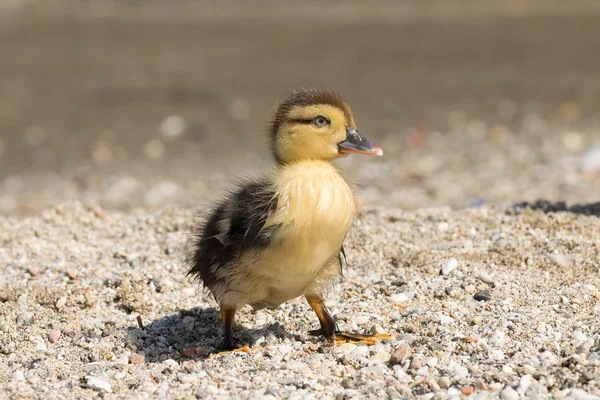 Retrato de um pato bebé bonito . — Fotografia de Stock