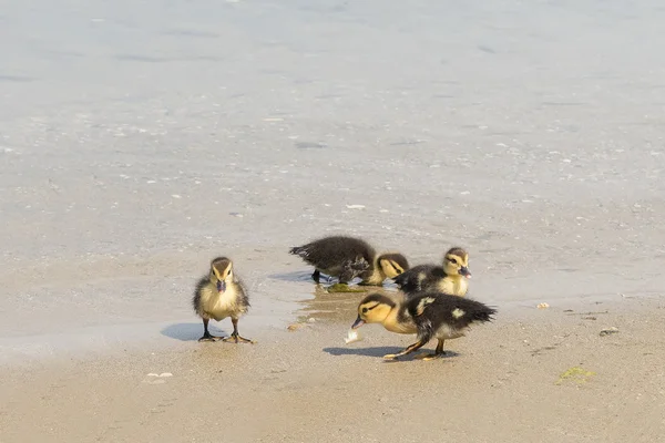 Lindos patos bebés a comer e a nadar na ilha de Paros . — Fotografia de Stock