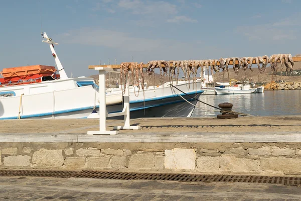 Blekksprut som tørker i solen mot havet på øya Paros i Hellas. . – stockfoto